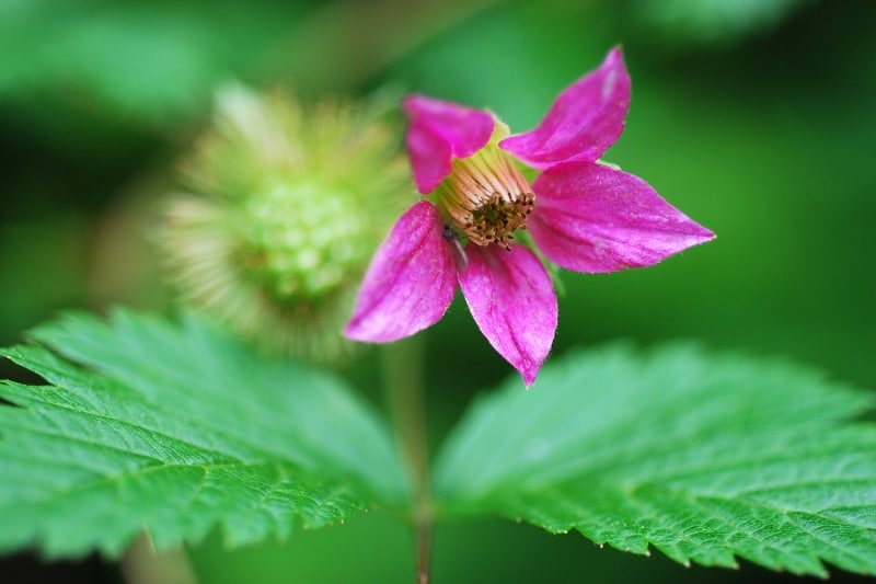 Blüte der Lachsbeere