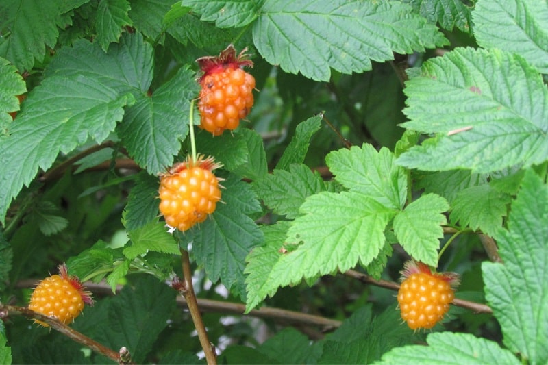 Lachsbeere (Rubus spectabilis) im Garten