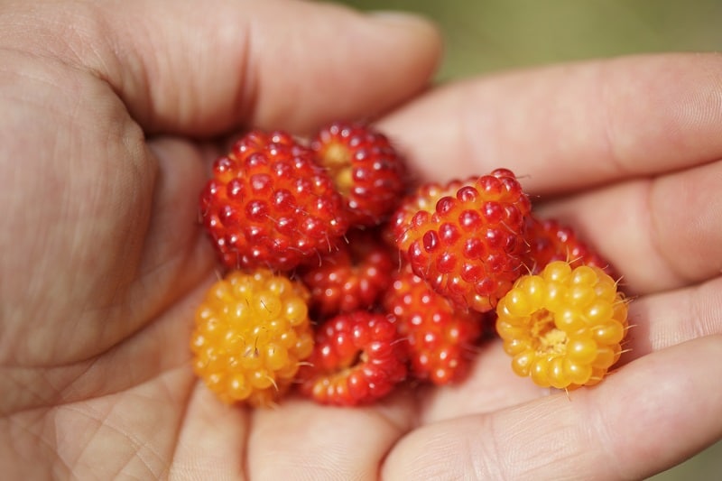 Geerntete Früchte der Lachsbeere in Hand