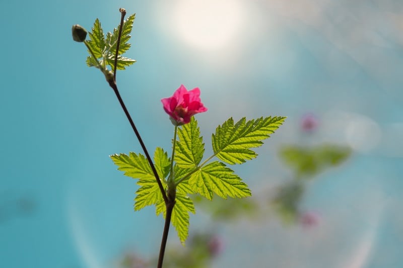 Lachsbeere (Rubus spectabilis) in der Sonne