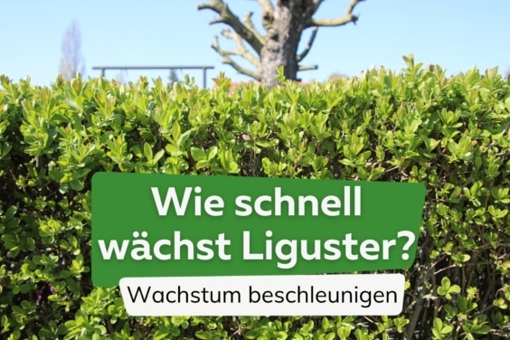 Liguster Wachstum