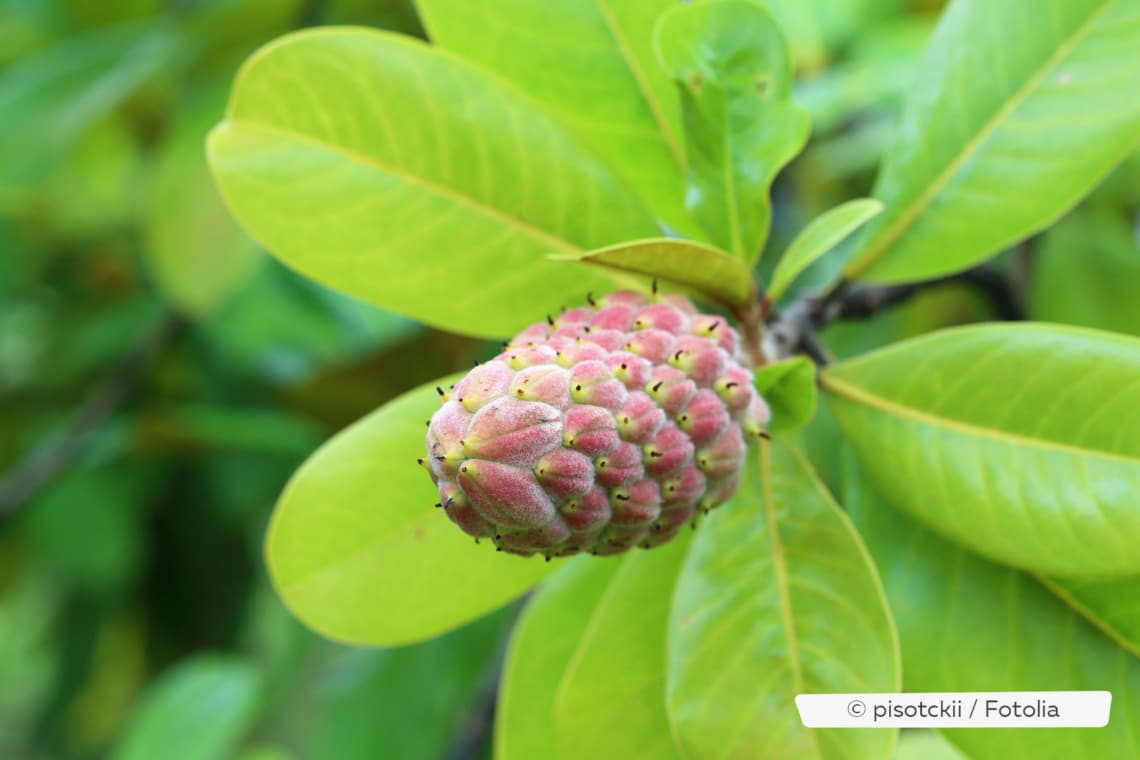 Frucht der Immergrünen Magnolie