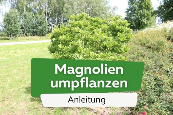 Magnolien umpflanzen