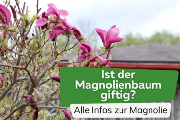 Ist der Magnolienbaum giftig?