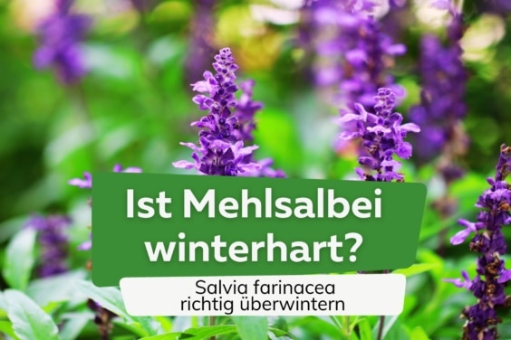 Mehlsalbei überwintern