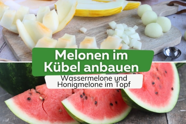 Wassermelonen ernten: der ideale Zeitpunkt | Wann sind Melonen reif?