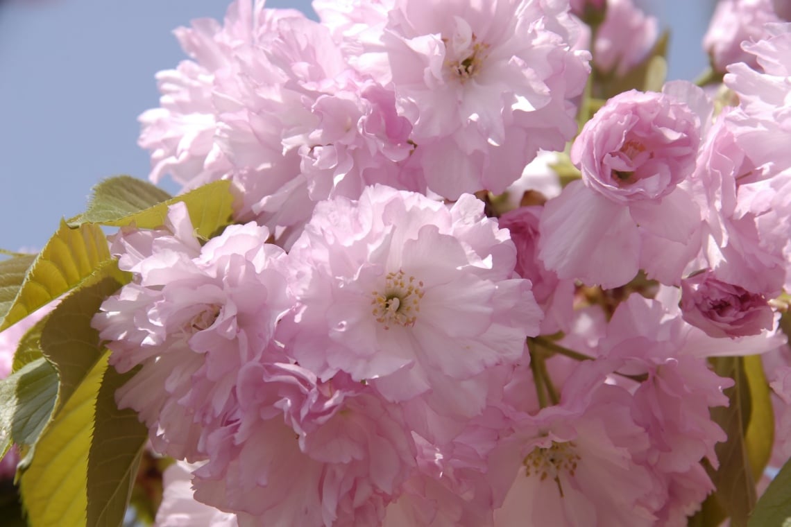 Blüten der Japanischen Nelkenkirsche (Prunus serrulata 'Kanzan')