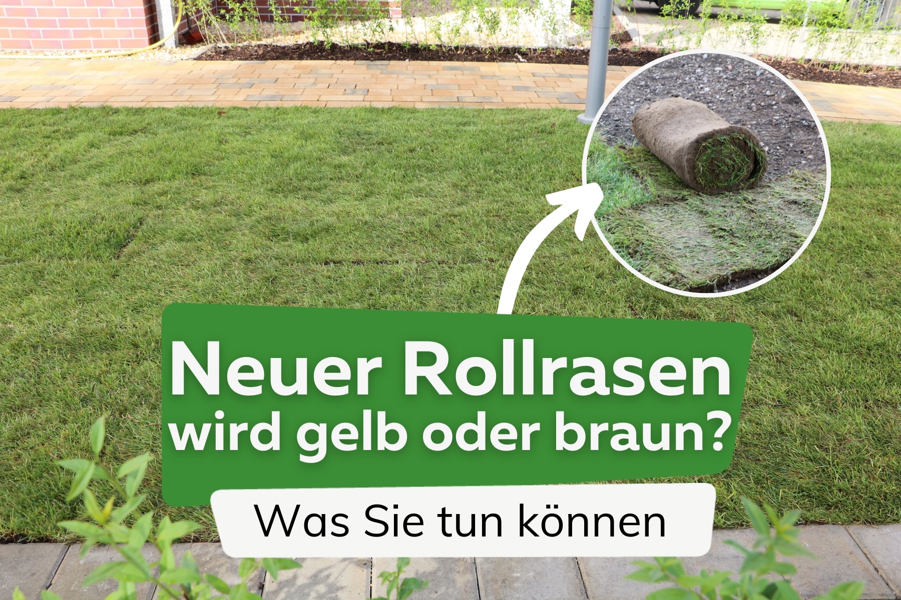 Neuer Rollrasen wird gelb / braun