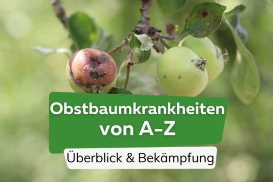 Obstbaumkrankheiten