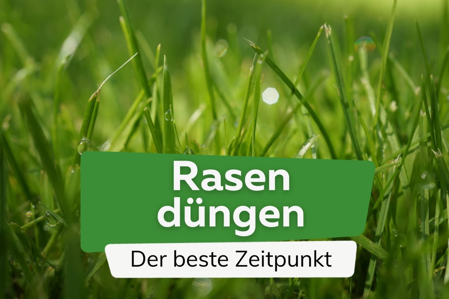 Rasen düngen wann ist die beste Zeit? Bei Regen?
