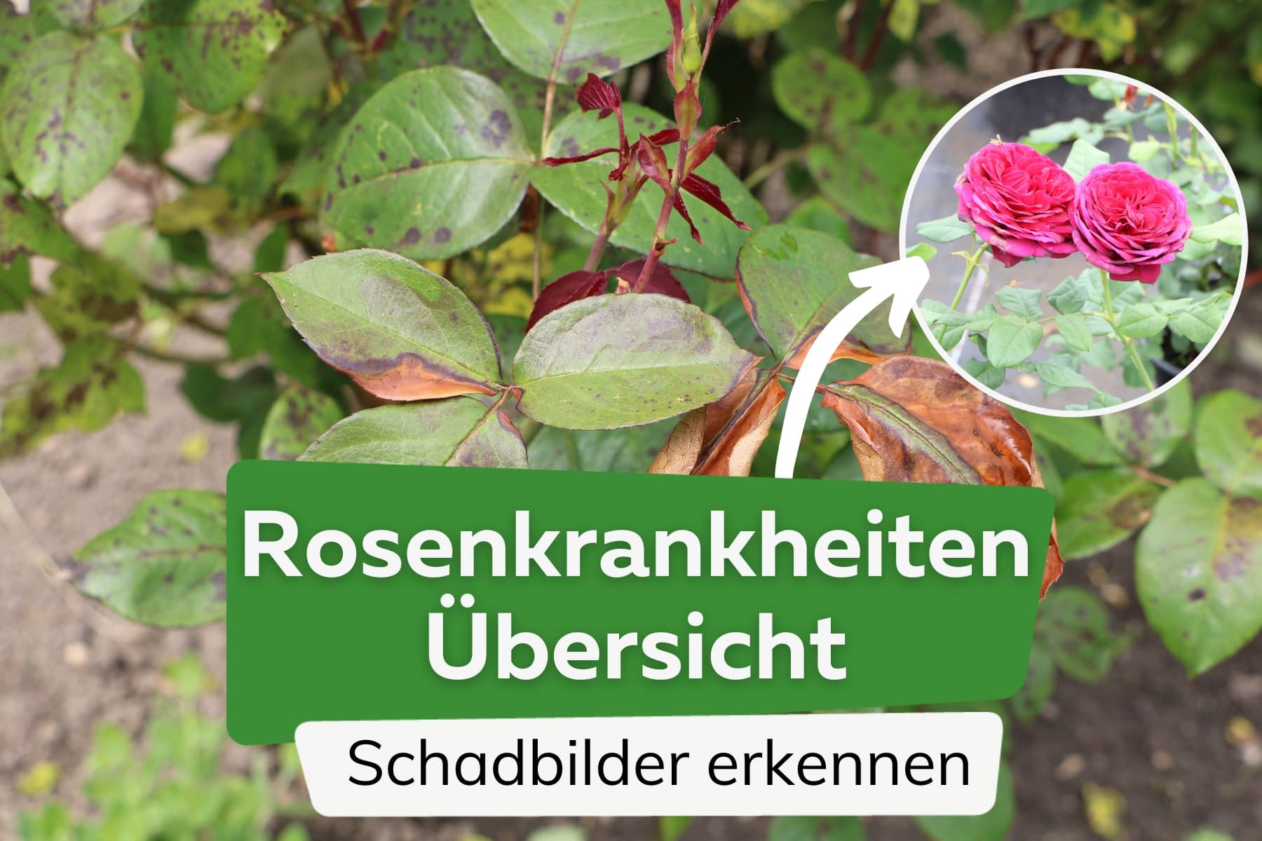 Rosenkrankheiten