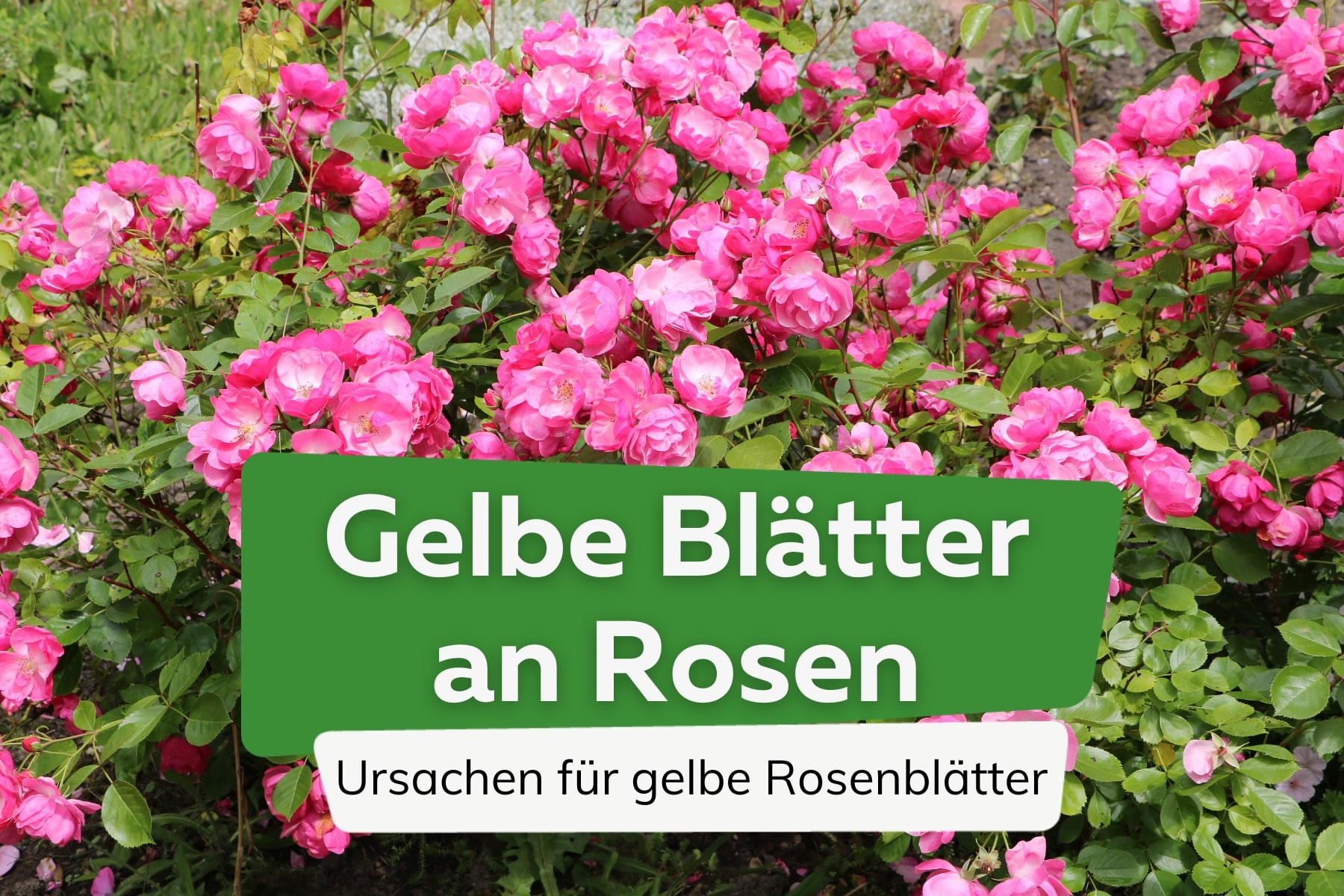 Rosenblätter werden gelb