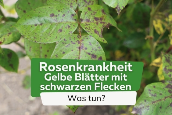 Rosenkrankheiten