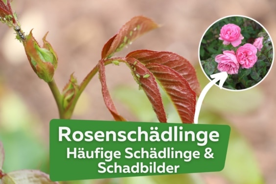 Rosenschädlinge