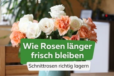 Schnittrosen