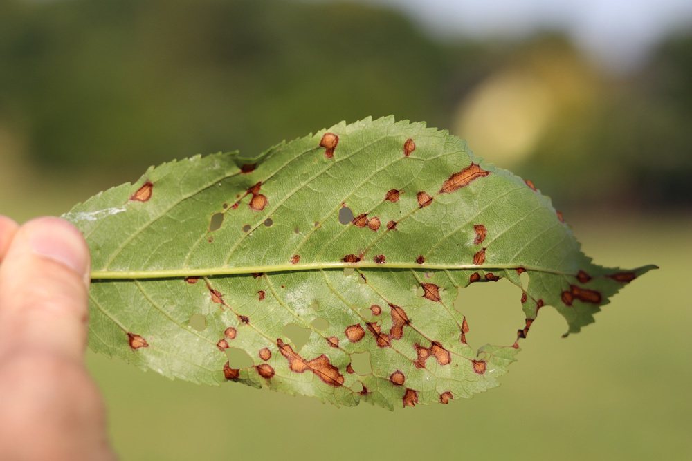 Blatt mir Schrotschusskrankheit