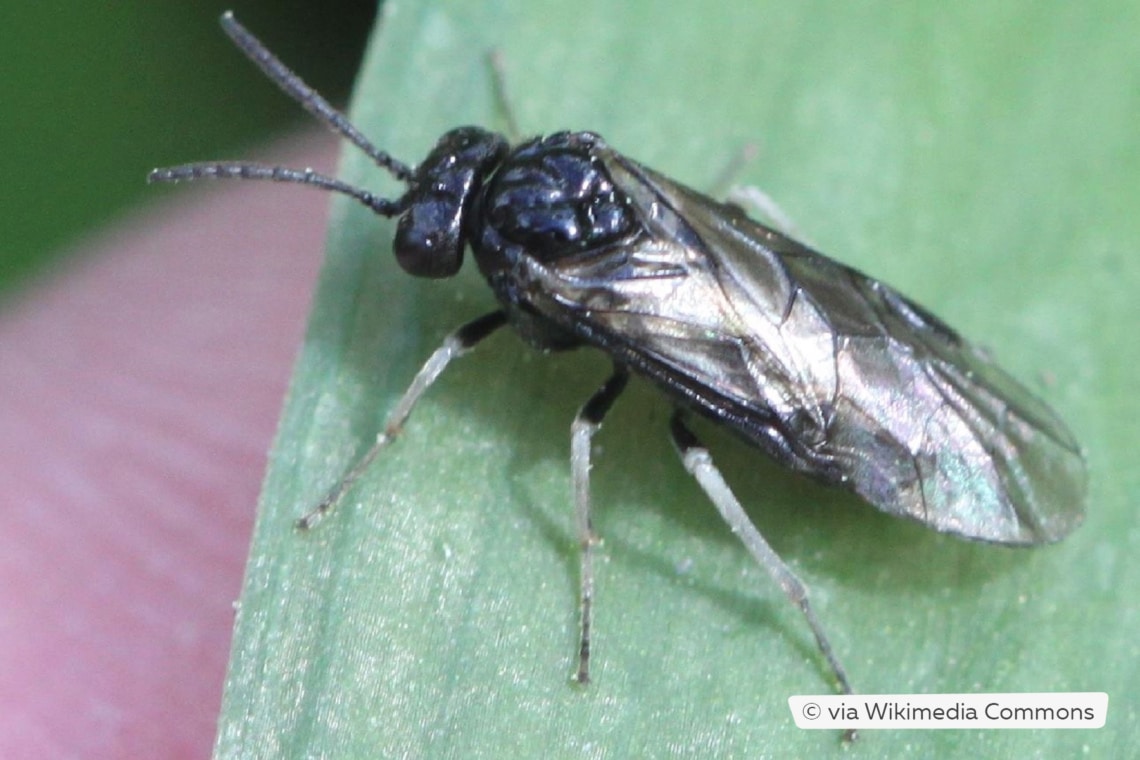 Schwarze Rosenblattwespe (Endelomyia aethiops)