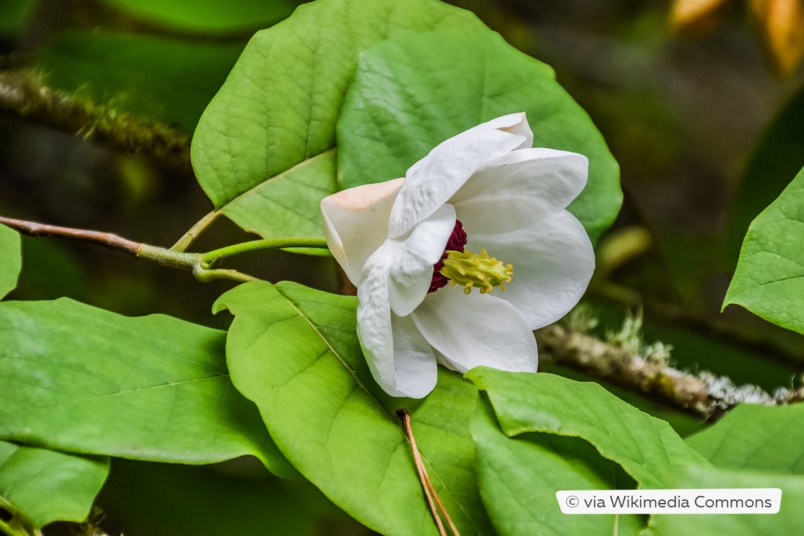 Sommermagnolie (Magnolia sieboldii)