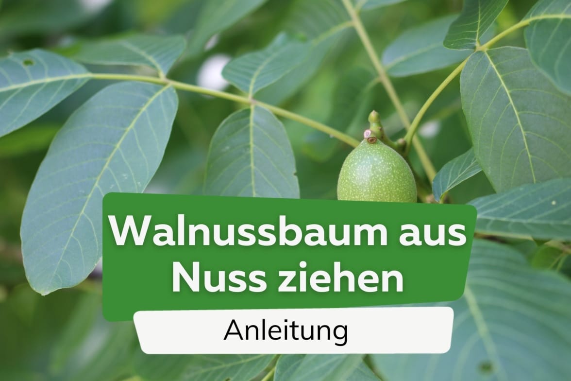 Wie Bekomme Ich Walnuss Braune Finger Sauber Wie schnell wächst ein Walnussbaum? Wachstum pro Jahr in cm