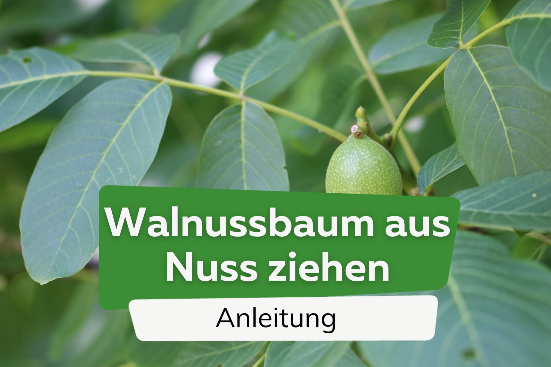 Walnuss aus Nuss ziehen