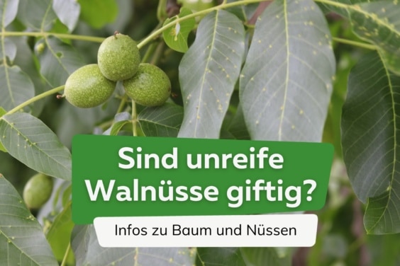 Sind unreife Walnüsse giftig?