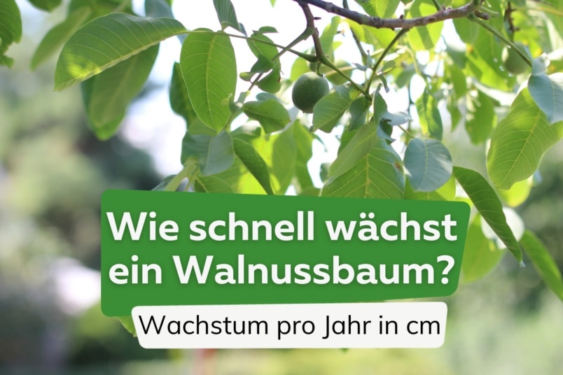 Walnuss Wachstum