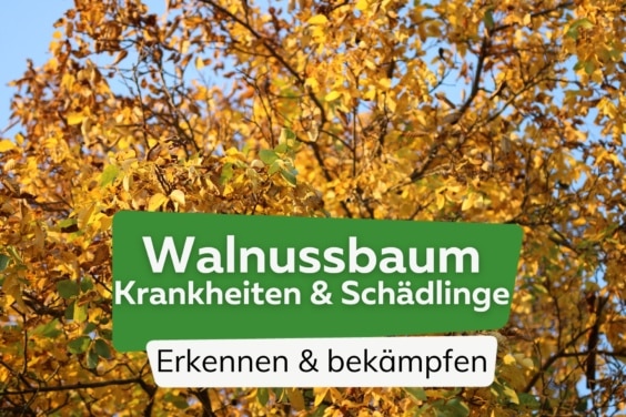 Walnussbaum: Krankheiten und Schädlinge