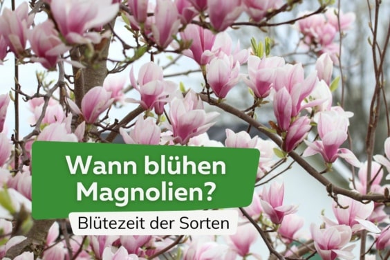 Wann blühen Magnolien? Blütezeit der Sorten | Magnolienbaum