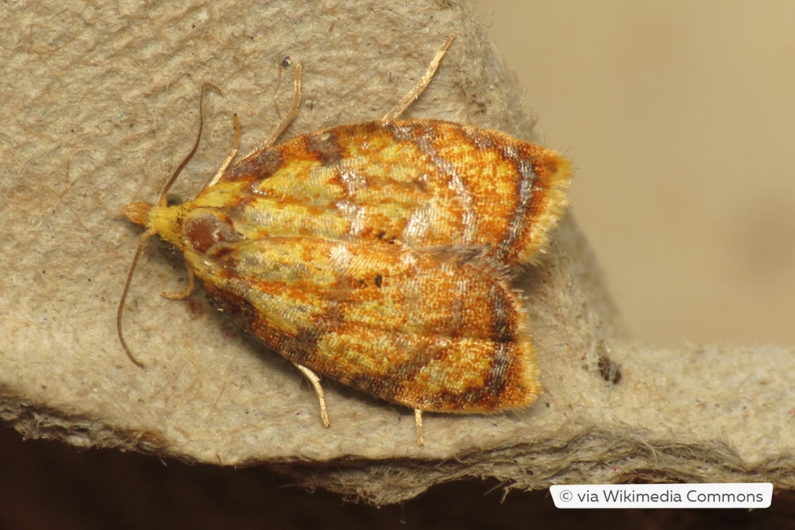 Weißbindiger Rosenwickler (Acleris bergmanniana)