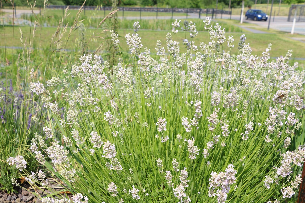 Weißer Lavendel