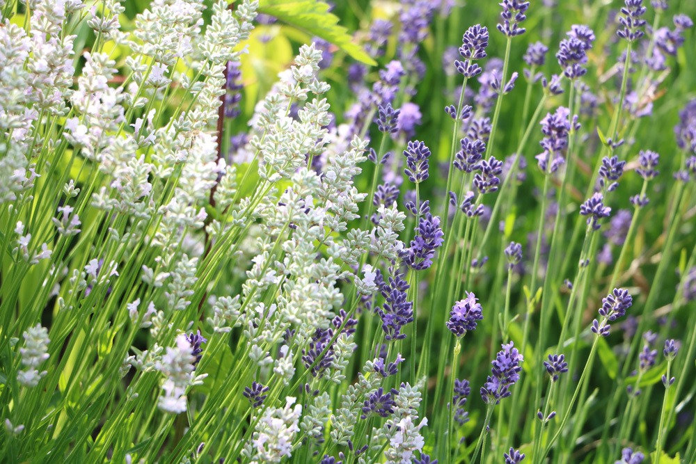 Weißer Lavendel und violetter Lavendel