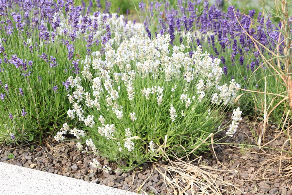 Boden um Weißen Lavendel