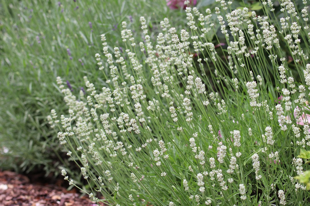 Weißer Lavendel