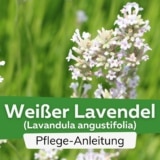 Weißer Lavendel (Lavandula angustifolia)