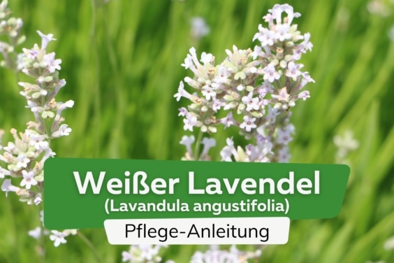 Weißer Lavendel (Lavandula angustifolia)