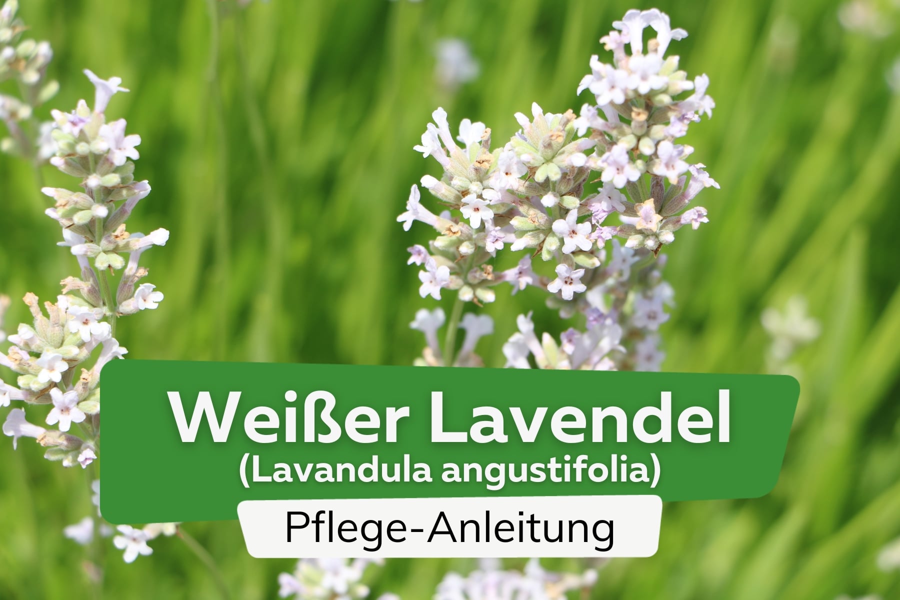 Weißer Lavendel (Lavandula angustifolia)