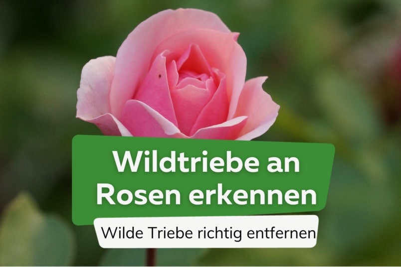 Wildtriebe an Rosen erkennen