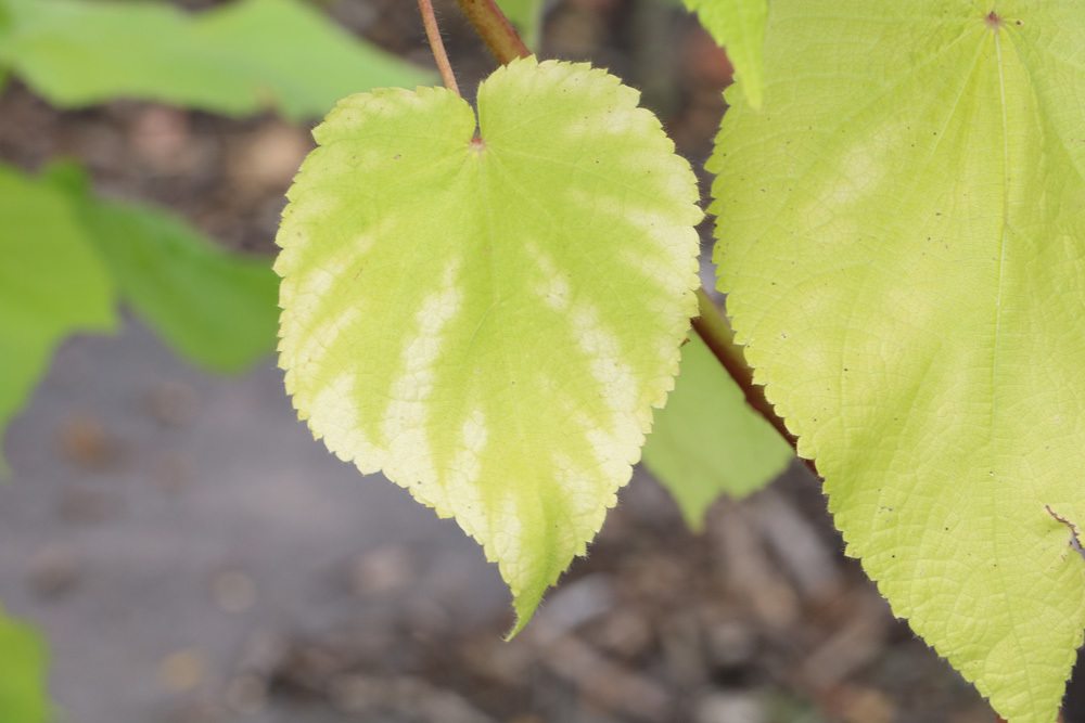 Zimmerlinde Sparrmannia Africana