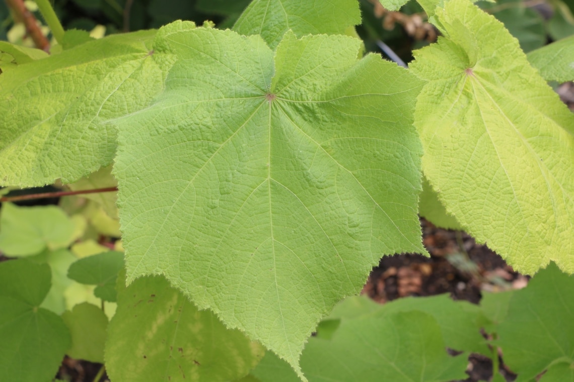 Zimmerlinde (Sparrmania africana)