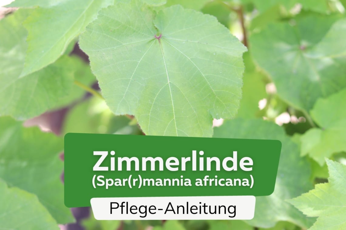 Zimmerlinde (Sparrmannia africana)