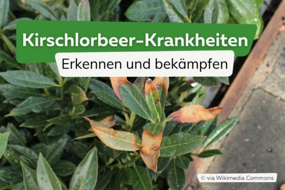 8 Kirschlorbeer-Krankheiten von A-Z erkennen und bekämpfen