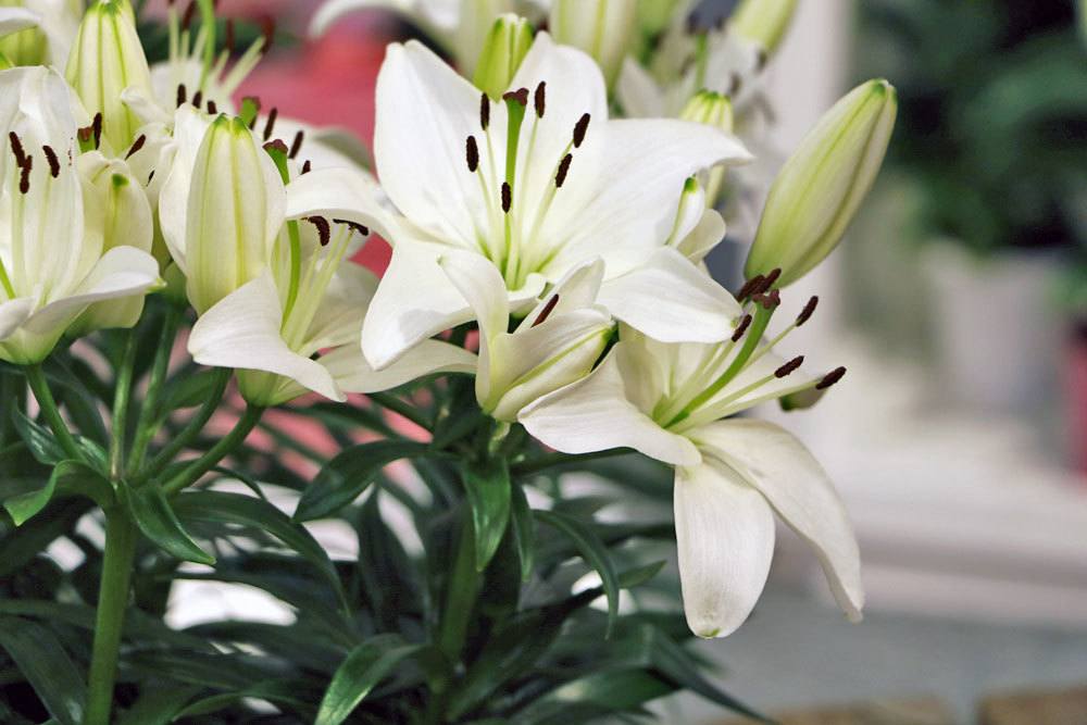 Lilie, Lilium