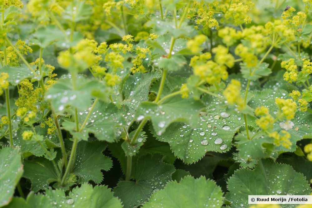 Frauenmantel, Alchemilla vulgaris