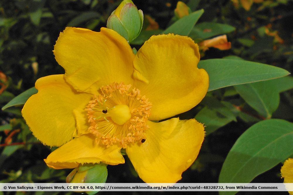 Hohes Johanniskraut, Hypericum moserianum