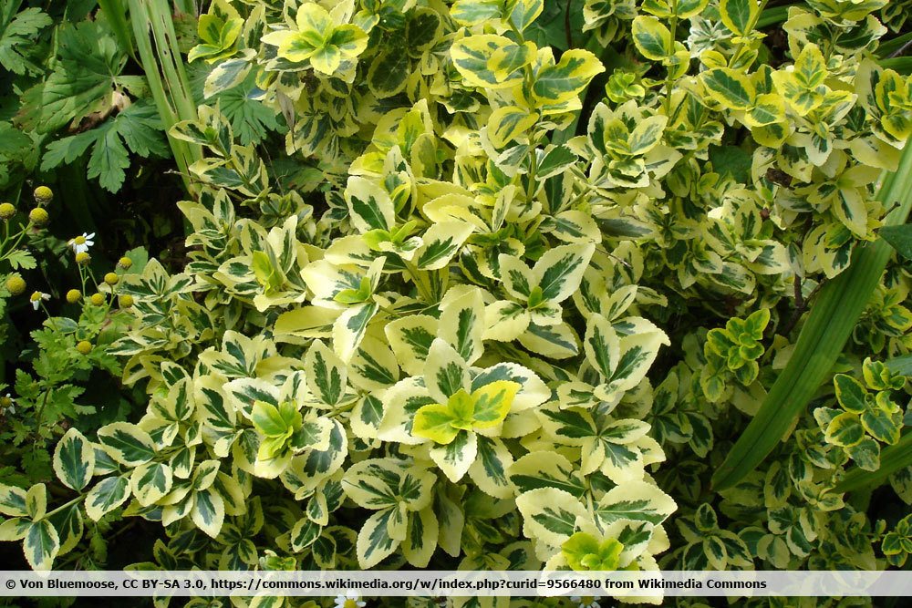 Immergrüne Kriechspindel, Euonymus fortunei