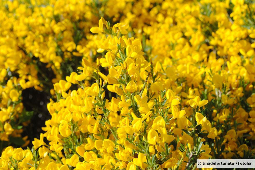 Kriech-Ginster, Cytisus decumbens