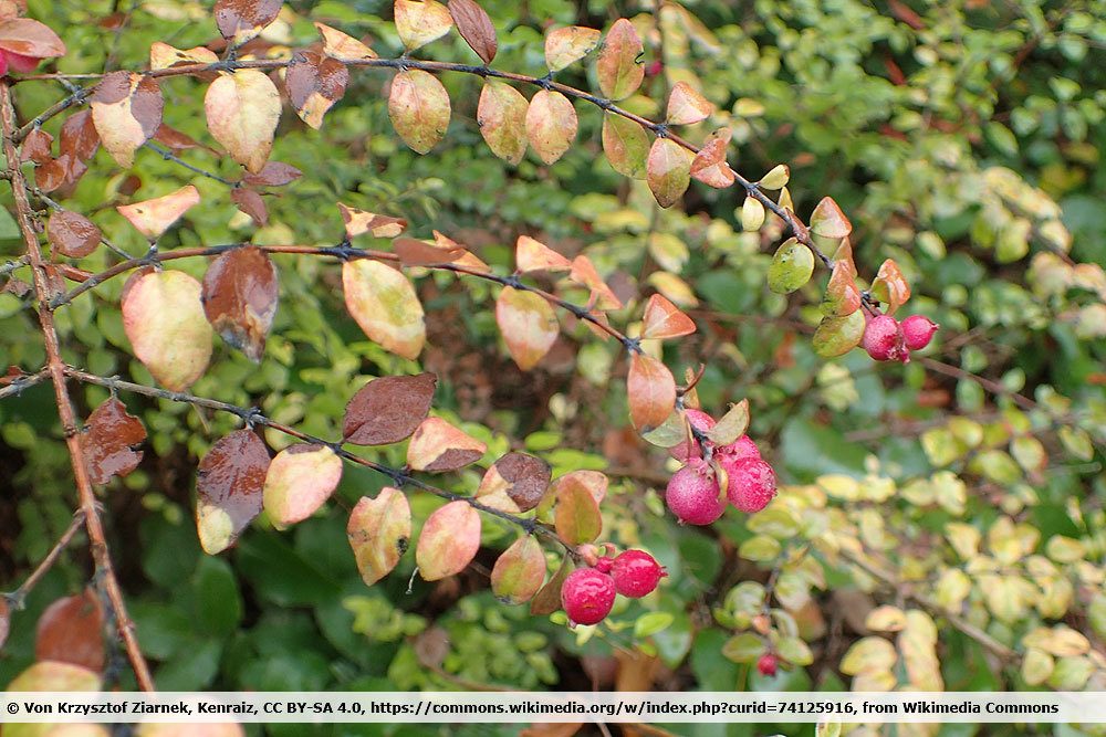 Niedrige Purpurbeere, Symphoricarpos chenaultii