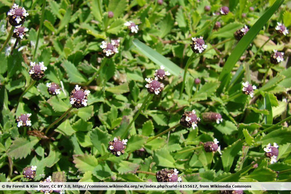 Teppich-Verbene, Phyla nodiflora