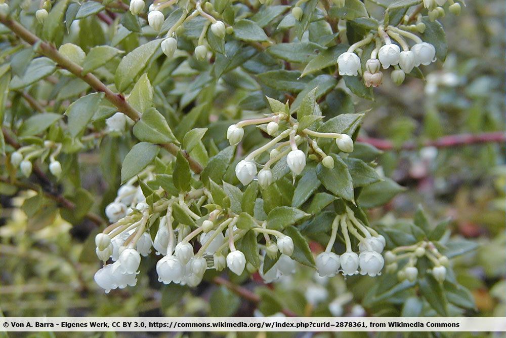 Torfmyrte, Pernettya mucronata