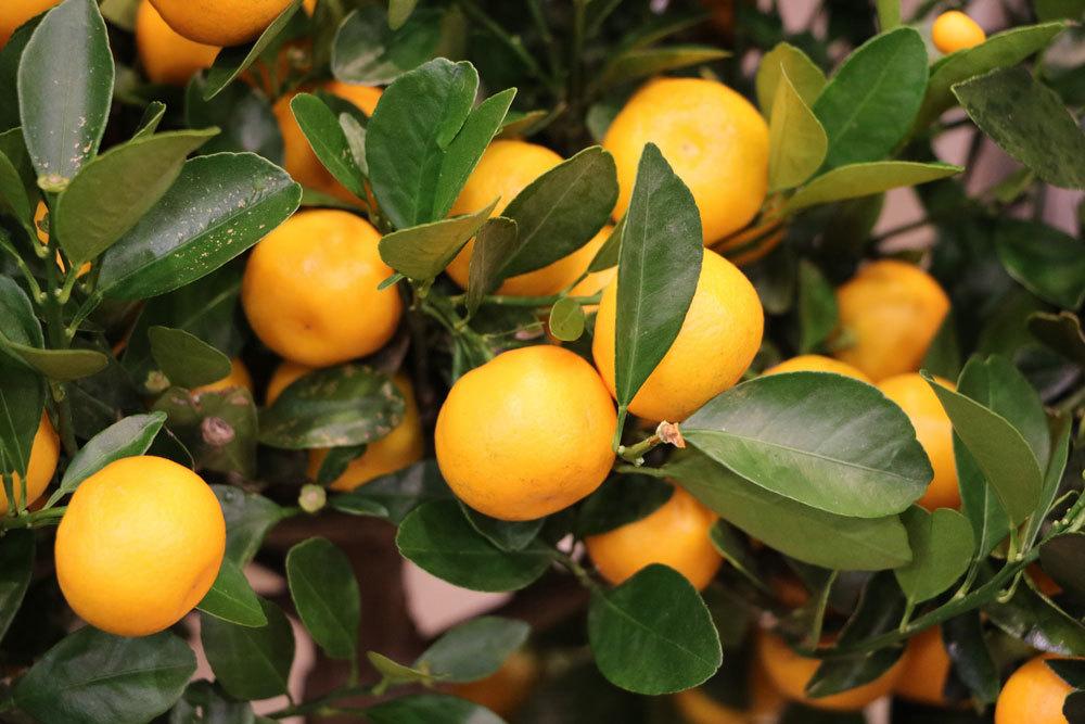 Calamondin Orange